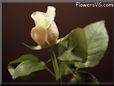 rose white cut flower