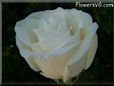 rose white garden beautiful flower