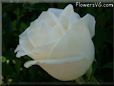 rose white garden big beautiful flower