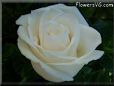 rose white garden large beautiful flower