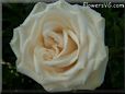 rose white garden large flower