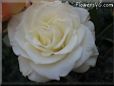 rose white large garden flower