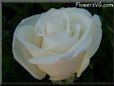 rose white single beautiful flower