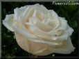 rose white single bloomed flower
