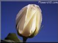 rose white single cut blue sky