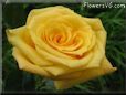 rose yellow bloom