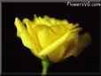 rose yellow cut black background