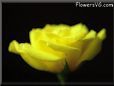 Yellow rose flower pictures