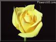 rose yellow cut single flower