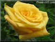 rose yellow flower