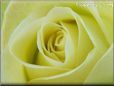 rose yellow flower closeup
