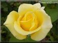 rose yellow garden bloom