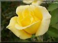 rose yellow garden bloomed