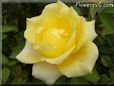 rose yellow garden flower