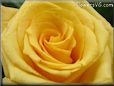 rose yellow large flower