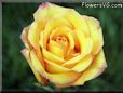 rose yellow red bloom