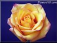 rose yellow red blue sky