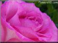 white pink rose flower pictures
