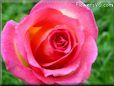 Pink Yellow rose flower pictures