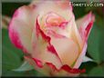 bright white red rose flower pictures