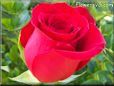 red rose flower pictures
