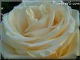 white rose flower pictures