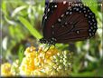 queen butterfly