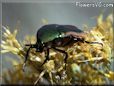 beetle picture