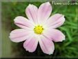 cosmos flower picture