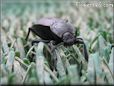 stinkbug picture