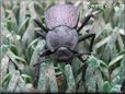 stinkbugs