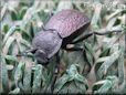 brown stink bug