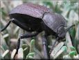 black stink bug