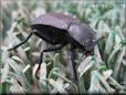 stink bug pictures