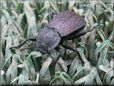 stink bugs picture