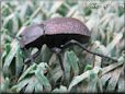 stink bug pictures