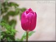 pink tulips