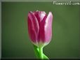 spring tulip