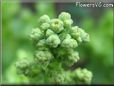 lettuce seedhead