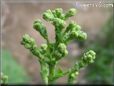  lettuce seedhead