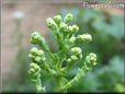 lettuce seedhead