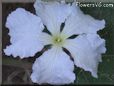  gourd blossom flower