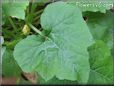  zucchini leaf