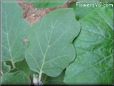 eggplant leaf