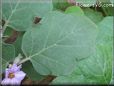 eggplant leaf