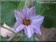 eggplant blossom