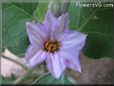 eggplant blossom