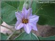 eggplant blossom