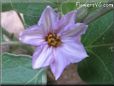 eggplant blossom