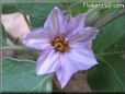 eggplant blossom